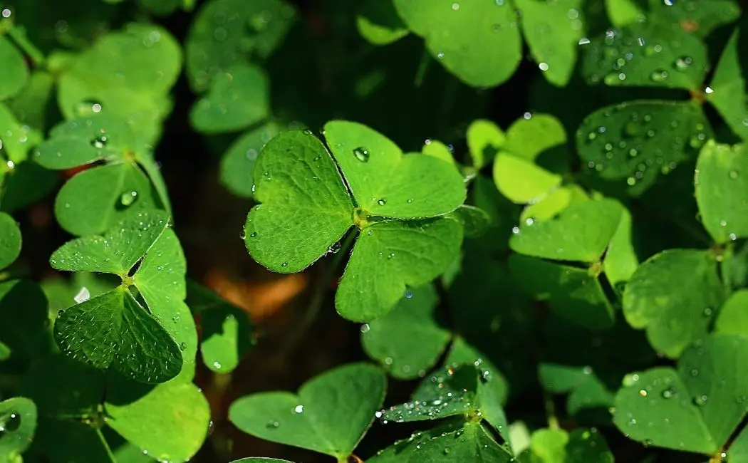 Oxalis Iron Cross co to za roślina?
