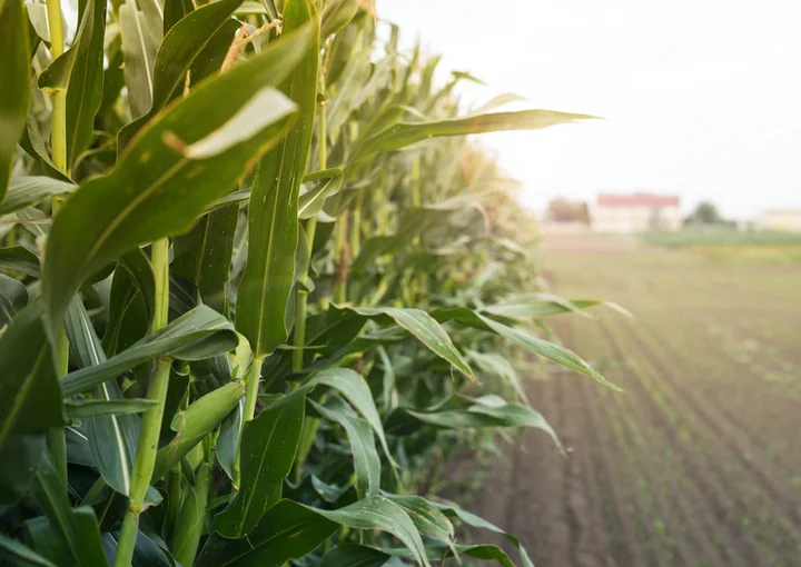 Obraz do artykułu: Polecane odmiany kukurydzy na 2026 rok