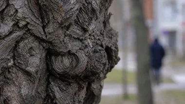 Stare dęby i topole na Ratajach. Spacer śladem drzew sprzed bloków