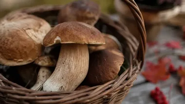 Leśne smaki i festyn w Skrzynkach w najnowszej audycji Radia Poznań