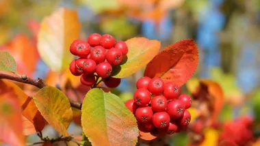 Tak uczczono 200-lecie Arboretum Kórnickiego. Były nietypowe owoce