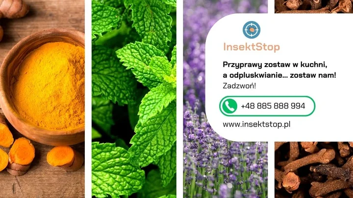 6-kurkuma-mieta-lawenda-gozdziki-kontakt-do-firmy-insektstop-20250912080022.webp