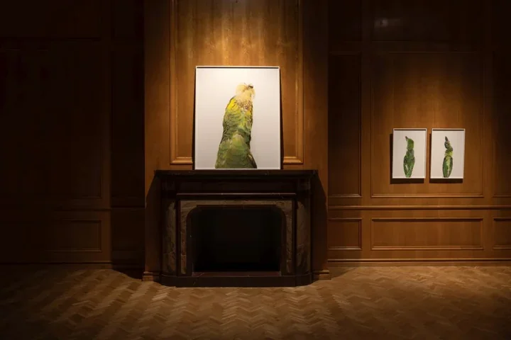 Gabinet Anny Kędziory - gdy muzeum odsłania archiwum ciał nie-ludzkich