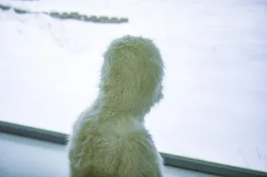 W Poznaniu człowiek schodzi ze sceny. Zwierzę patrzy inaczej