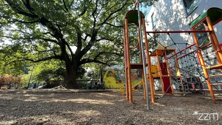 Stary dąb z Wildy – Krzysztof w finale konkursu Drzewo Roku