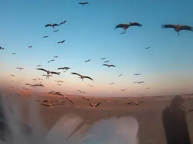 Bociany ruszają z Polski. Poznańscy naukowcy zobaczą ich drogę z lotu ptaka