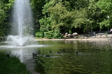 Dziewięć kaczątek znalazło matkę na Sołaczu. Zaskakująca scena na stawach