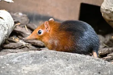 Nowy mieszkaniec poznańskiego zoo – mały sorkonos z rodzicami z Pragi i Lipska