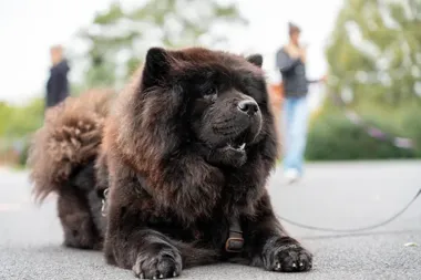 Smycz i woreczek to nie drobiazg. Straż miejska przypomina o psich obowiązkach