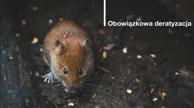 Obowiązkowa deratyzacja w Poznaniu. Kontrole obejmą wiele nieruchomości