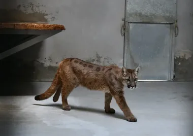 Młoda puma trafiła do Poznania. Zoo zapewni jej tylko tymczasowy pobyt