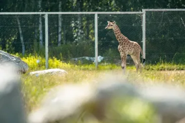 Mała żyrafa urodziła się w poznańskim zoo. To ważny sygnał dla gatunku