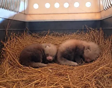 Dwa rude maluchy przyszły na świat w poznańskim zoo. Na imiona poczekają