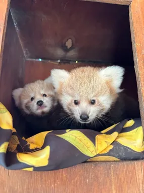 W Nowym Zoo są dwie małe pandki rude. Obie okazały się samiczkami