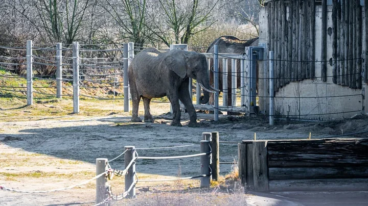 Poznańskie zoo wróciło do WAZA. Członkostwo potwierdza światowe standardy