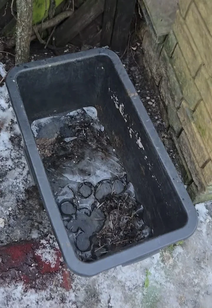 Mróz i puste miski - policjanci odebrali dwa psy z posesji w Pobiedziskach