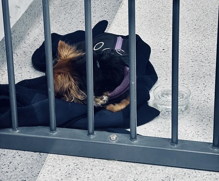 Uciekała przez kilka kilometrów - policjantka uratowała wychłodzoną suczkę