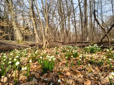 Biała fala w Śnieżycowym Jarze – sezon kwitnienia rozkwita i przyciąga spacerowiczów