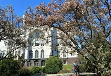 Magnolie w Kórniku już ruszyły, a najpiękniejsze dni dopiero przed nimi