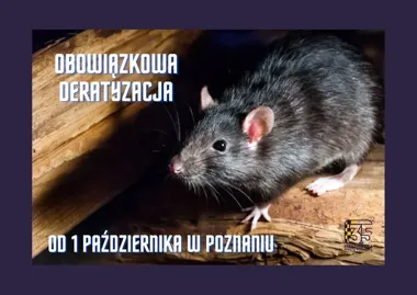 W Poznaniu rusza deratyzacja. Trutka pojawi się 1 października