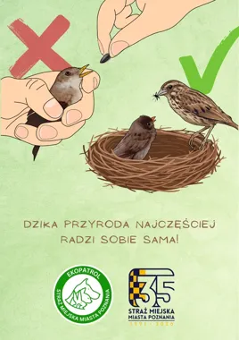 Pisklę nie zawsze jest porzucone - ten błąd kosztuje młode życie