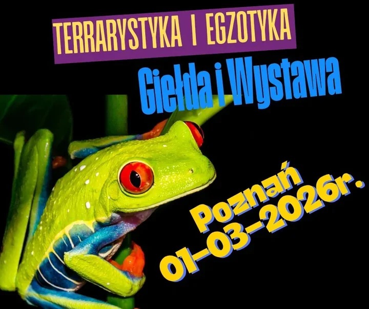 Egzotyczne pająki, skorpiony i gady w Domu Harcerza – giełda dla hobbystów