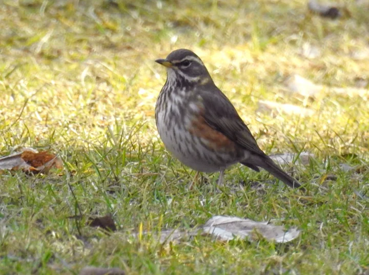 Sołacki park o świcie zamieni się w teren tropienia ptaków