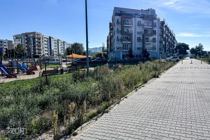 Ponad 300 drzew przy poznańskich ulicach. Najwięcej przy Milczańskiej