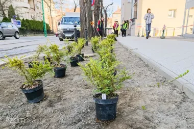 Remont chodnika na Jeżycach – drzewa i ponad 320 krzewów wzdłuż ul. Gajowej