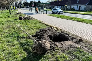 Świerczewo, Wilda i Dębiec zyskają 32 nowe drzewa na kilku ulicach