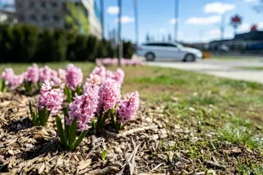 Na Wildzie zakwitły pierwsze akcenty wiosny z budżetu obywatelskiego