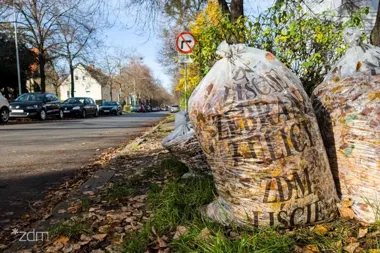 Liście z chodników bez kosztów. ZDM w Poznaniu odbierze pełne worki
